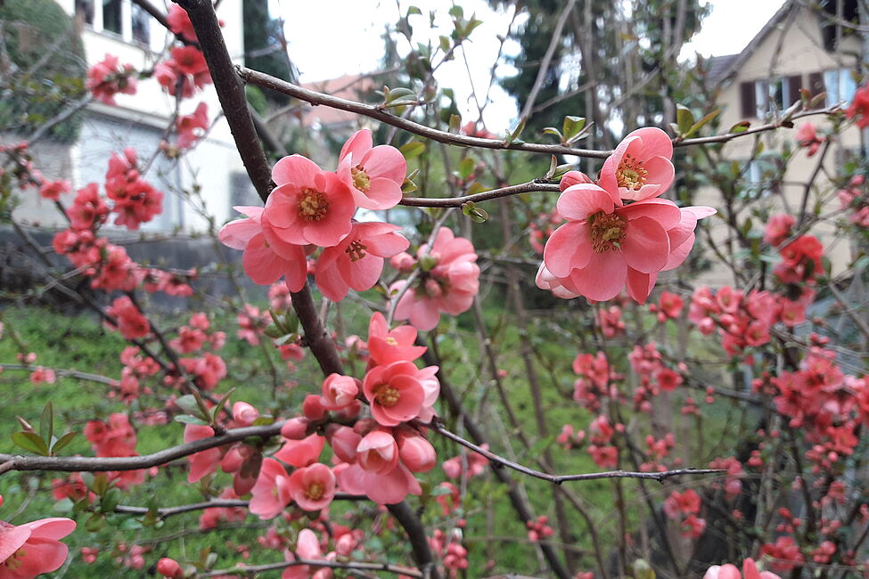 Zur Auferstehung aufstehen