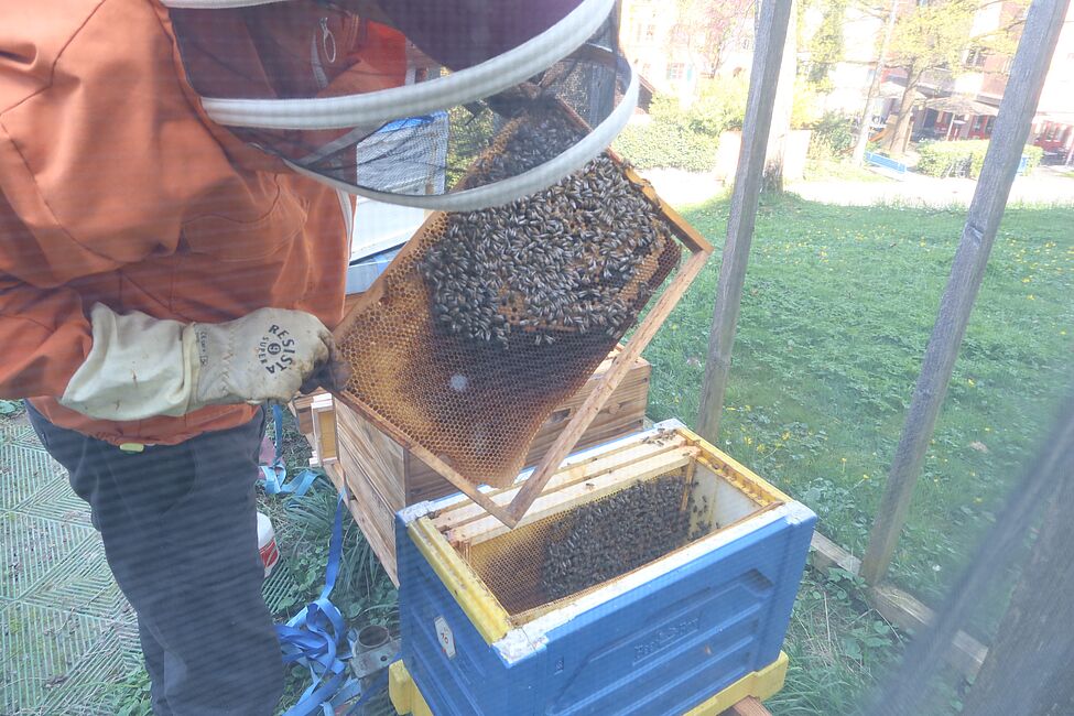Die Honigbienen fliegen wieder